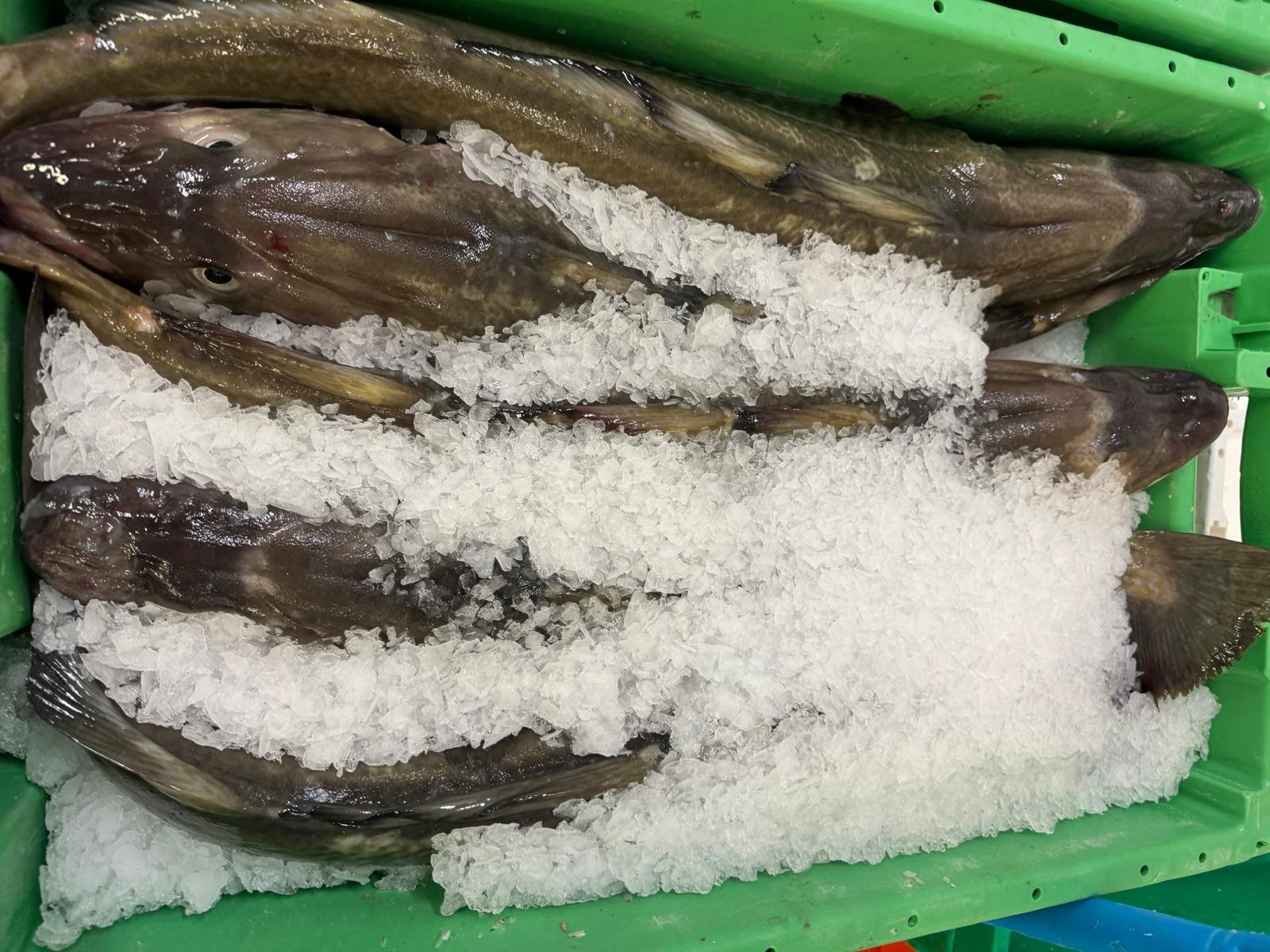 Zalm uit het assortiment van KolFish